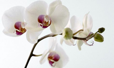 20080401orchidea.jpg 20080401orchidea.jpg