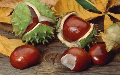 vadgesztenye.jpg vadgesztenye.jpg